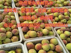 精品映霜紅桃苗推薦 高產(chǎn)優(yōu)質(zhì)、選購指南與價格分析