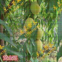 巨甜桃樹苗 新品種引領(lǐng)果樹苗木市場變革