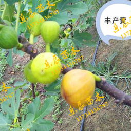 鄭州中農(nóng)矮生無花果苗木產(chǎn)地介紹及產(chǎn)業(yè)發(fā)展前景