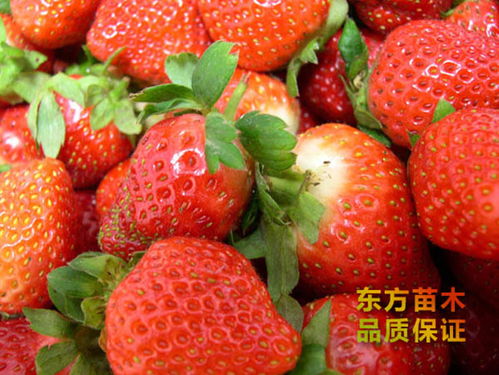 33泰安果樹苗種植基地 優(yōu)質(zhì)苗木的可靠選擇